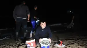 Batı Karadeniz'de tonlarca balık kıyıya vurdu; eline çuvalı, kovayı alan sahile koştu