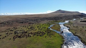 Çobanlar havaların soğuduğu Ağrı'daki yaylalarda son günlerini geçiriyor