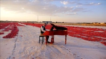 Müzik öğretmenleri, domates tarlasında keman ve piyano çalıp klip çekti