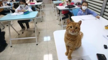 Soğuktan kurtarılan kedi Bilgi Evi'nin maskotu oldu